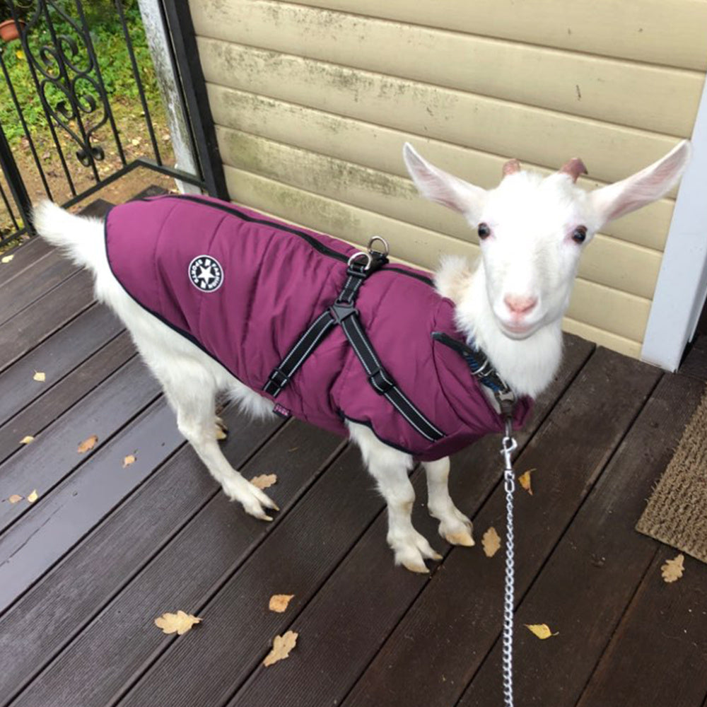 Warm & Waterproof Pet Jacket with Harness