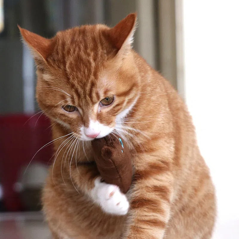 Pillow Chase Cat Toy – Fun, Soft, and Squeaky