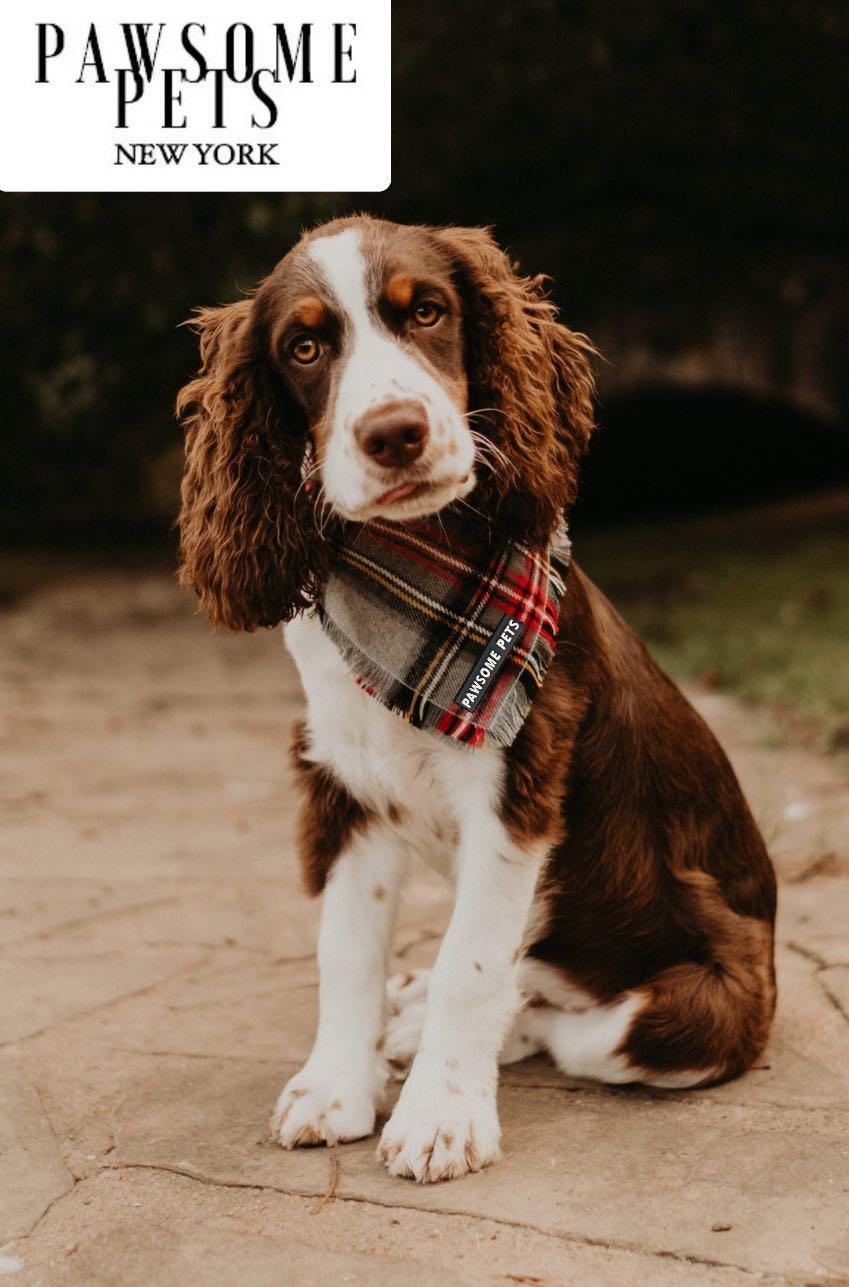 Warm Tinsel Pet Bandana — Dress Up Your Dog
