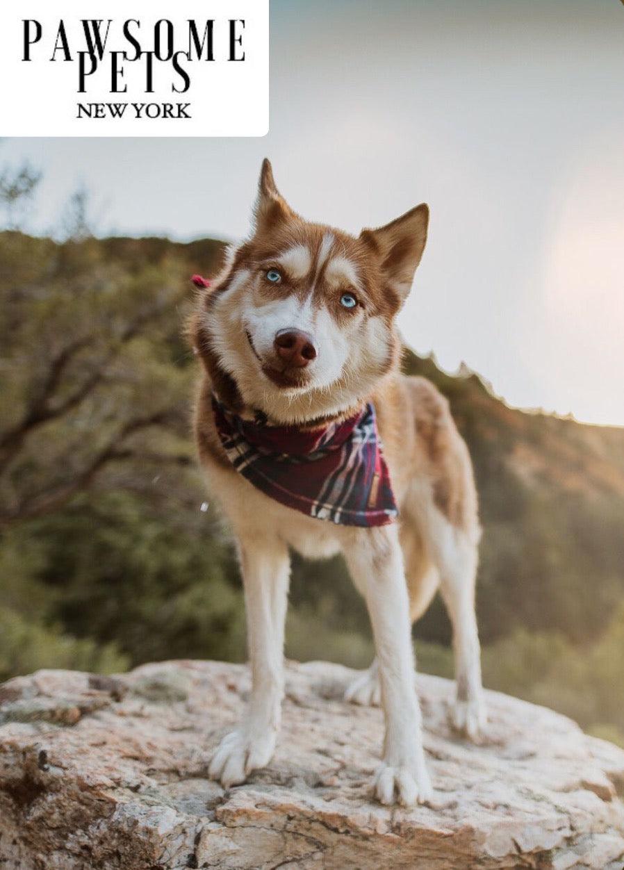 Warm Tinsel Pet Bandana — Add Sparkle to Your Pet's Look