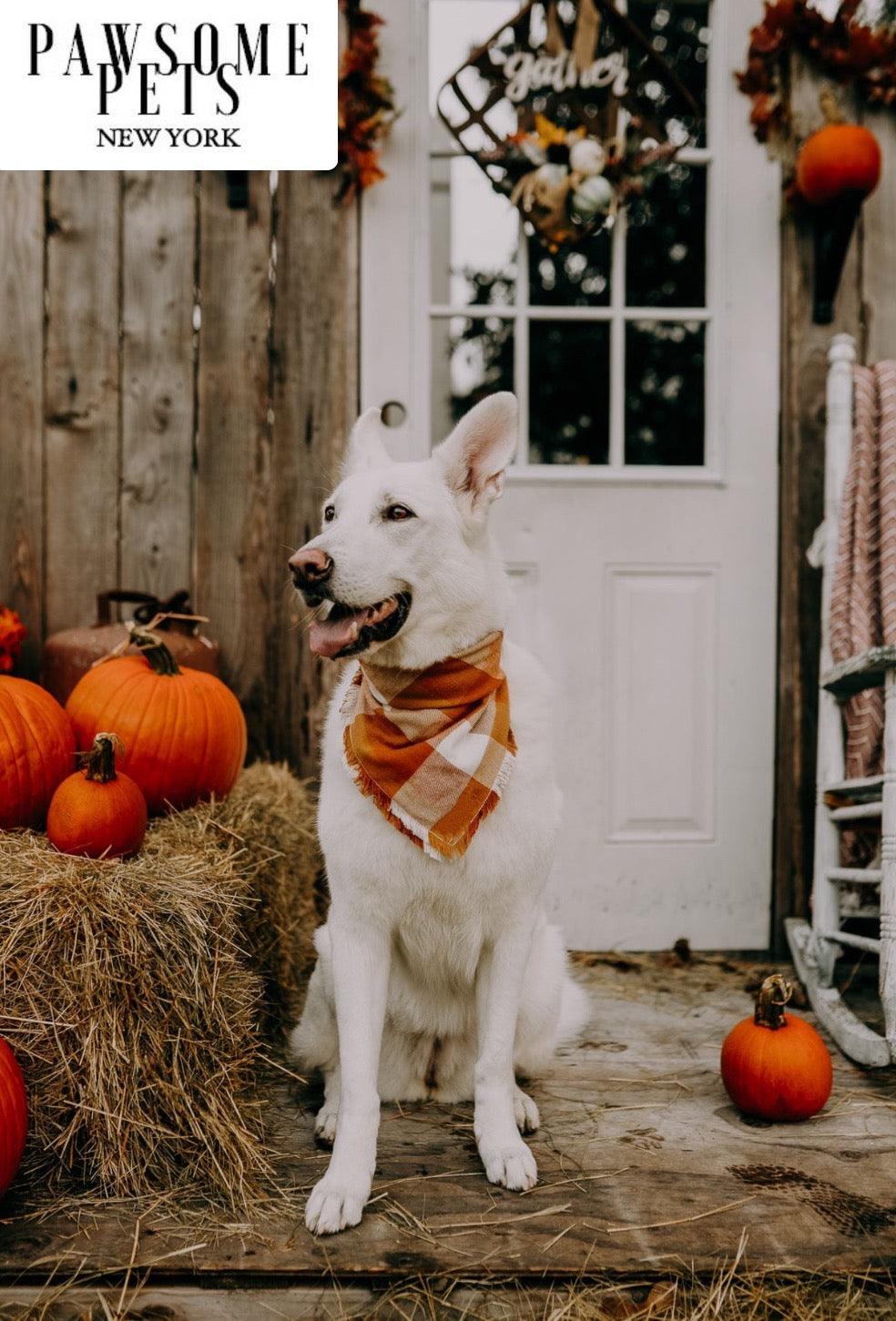 Warm Tinsel Pet Bandana — Spread Holiday Joy